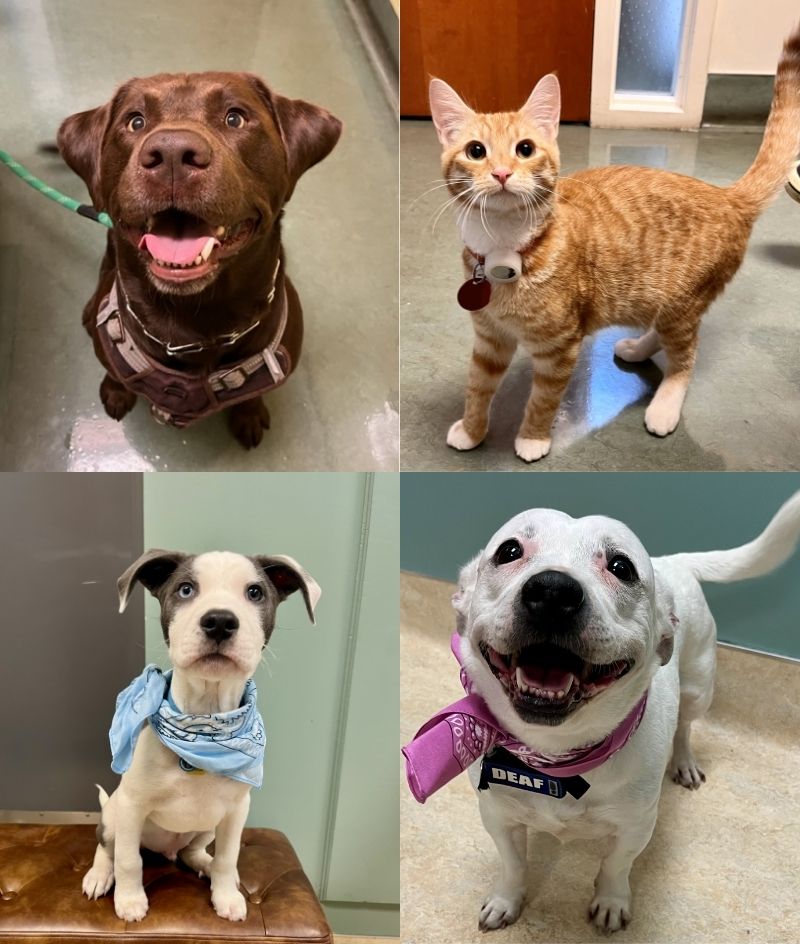 tips to make vet visits stress free for your pet
